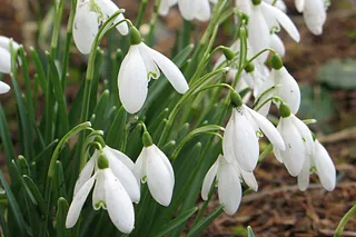 nærbillede af vintergækker