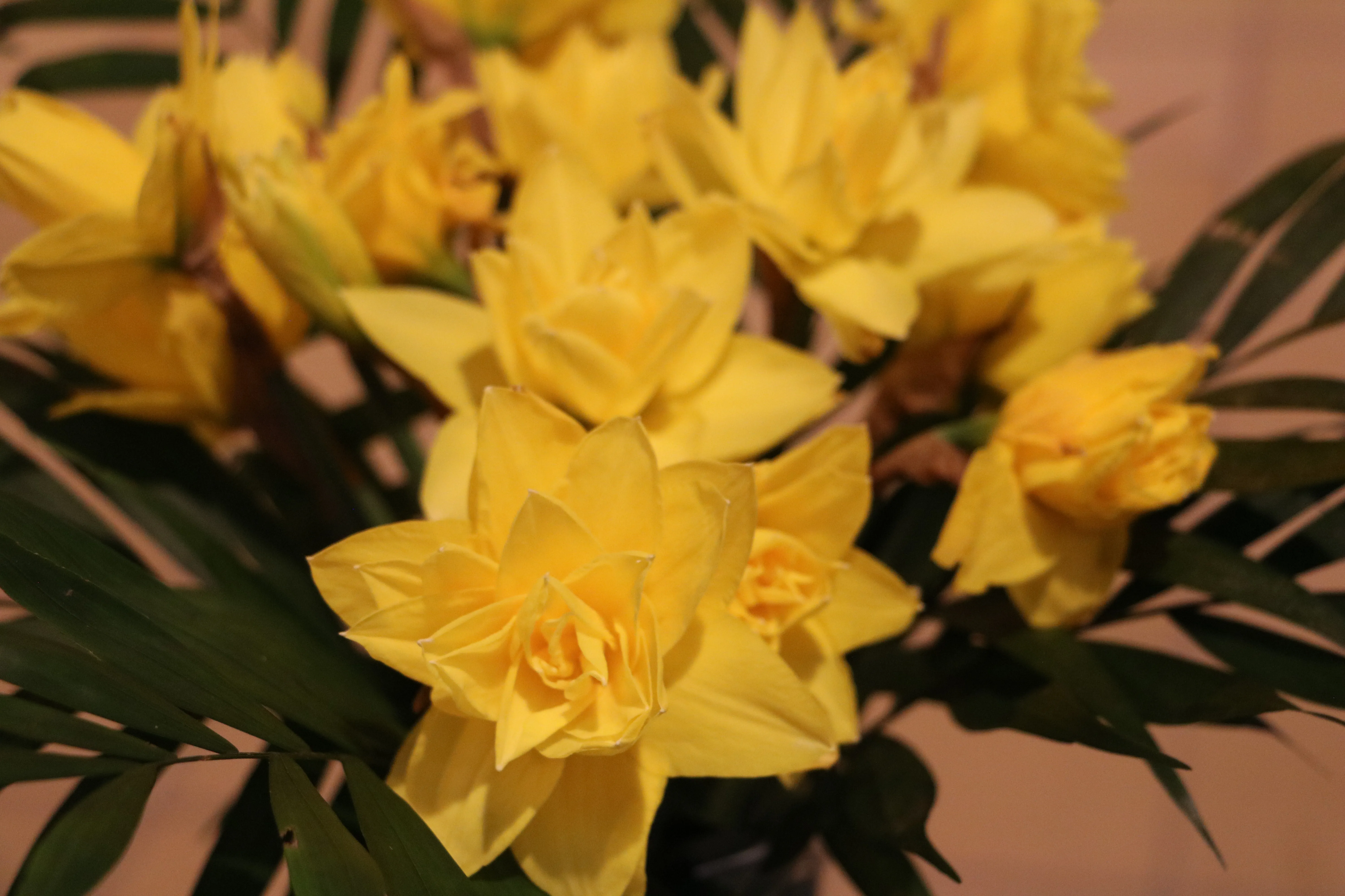 Nærbillede af påskeliljer