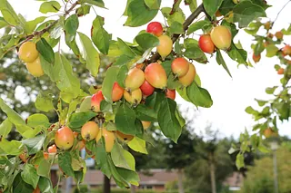 Paradisæbler på gren